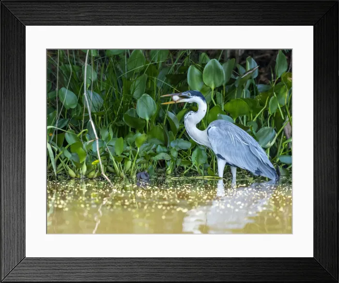 Framed Print : Adult cocoi heron (Ardea cocoi), with a fish on the Rio Tres Irmao, Mato Grosso, Pantanal, Brazil, South America Framed Print : Adult cocoi heron (Ardea cocoi), with a fish on the Rio Tres Irmao, Mato Grosso, Pantanal, Brazil, South America