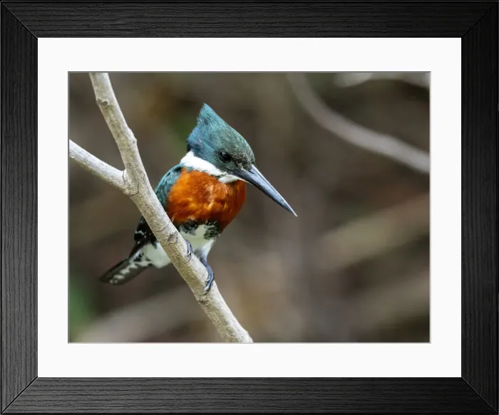 Framed Print : Adult male green kingfisher (Chloroceryle americana), on the Rio Pixaim, Mata Grosso, Pantanal, Brazil, South America Framed Print : Adult male green kingfisher (Chloroceryle americana), on the Rio Pixaim, Mata Grosso, Pantanal, Brazil, South America