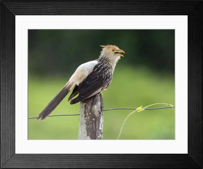 Framed Print : Adult Guira cuckoo (Guira guira), on the Rio Negro, Mata Grosso, Pantanal, Brazil, South America Framed Print : Adult Guira cuckoo (Guira guira), on the Rio Negro, Mata Grosso, Pantanal, Brazil, South America