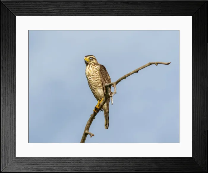 Framed Print : Adult hooked-bill kite (Chondrohierax uncinatus), on the Rio Tres Irmao, Mata Grosso, Pantanal, Brazil, South America Framed Print : Adult hooked-bill kite (Chondrohierax uncinatus), on the Rio Tres Irmao, Mata Grosso, Pantanal, Brazil, South America