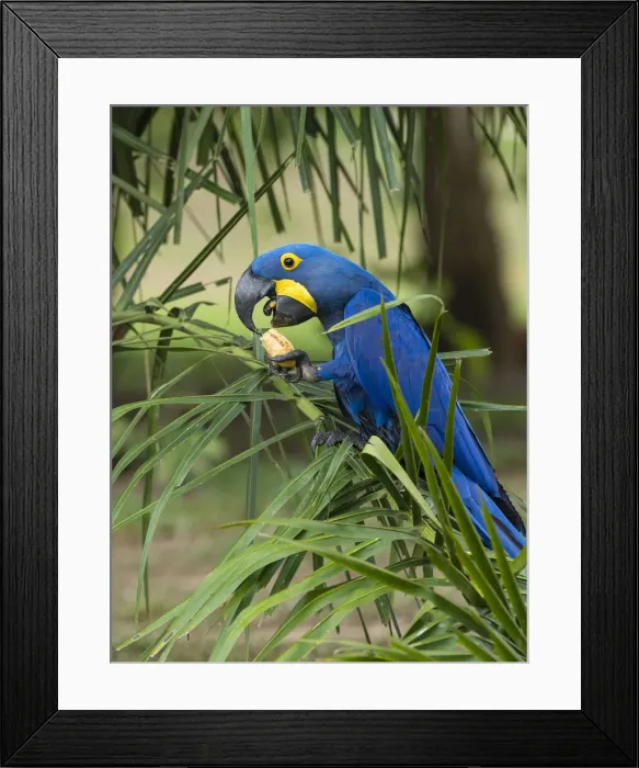 Framed Print : Adult hyacinth macaw (Anodorhynchus hyacinthinus), in a tree on the Rio Pixaim, Mata Grosso, Pantanal, Brazil, South America Framed Print : Adult hyacinth macaw (Anodorhynchus hyacinthinus), in a tree on the Rio Pixaim, Mata Grosso, Pantanal, Brazil, South America