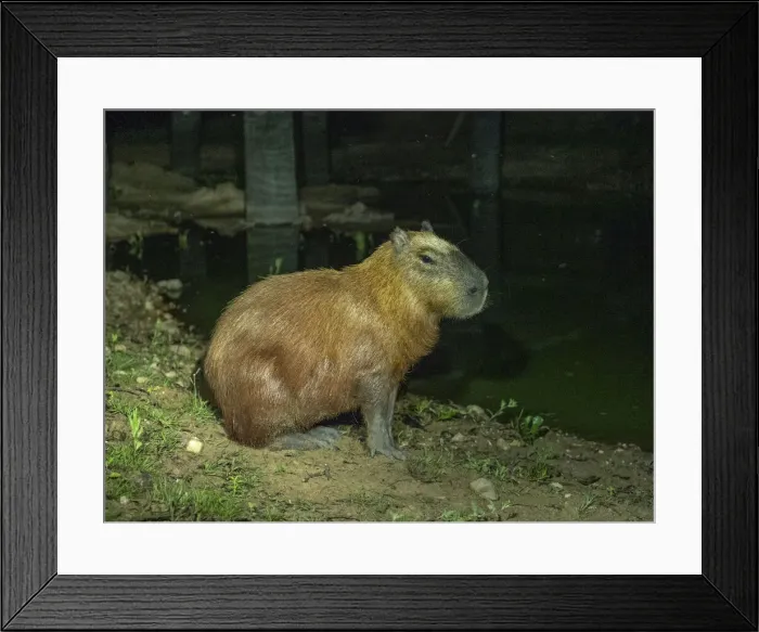 Framed Print : Adult capybara (Hydrochoerus hydrochaeris), at night along a lake in Pouso Allegre, Mato Grosso, Pantanal, Brazil, South America Framed Print : Adult capybara (Hydrochoerus hydrochaeris), at night along a lake in Pouso Allegre, Mato Grosso, Pantanal, Brazil, South America