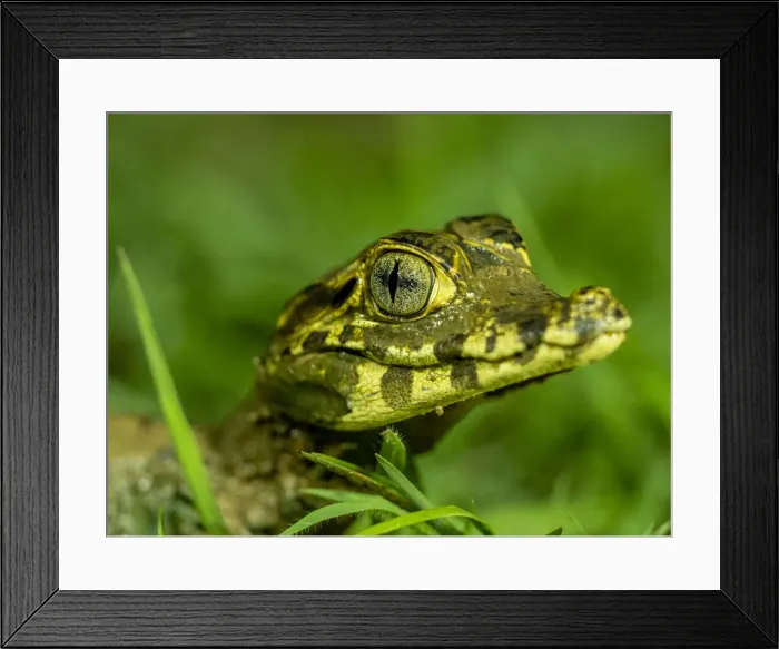 Framed Print : A juvenile jacare caiman (Caiman yacare), at night in Pouso Allegre, Mato Grosso, Pantanal, Brazil, South America Framed Print : A juvenile jacare caiman (Caiman yacare), at night in Pouso Allegre, Mato Grosso, Pantanal, Brazil, South America