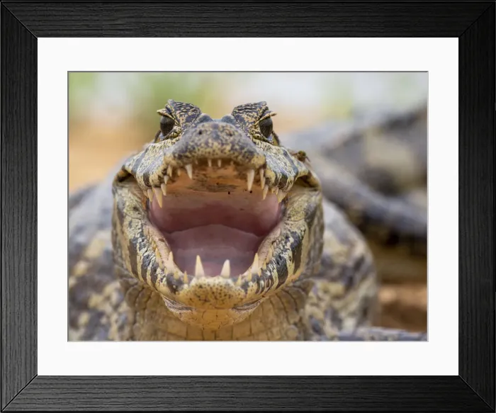Framed Print : A young jacare caiman (Caiman yacare), on the river banks of the Rio Tres Irmao, Mato Grosso, Pantanal, Brazil, South America Framed Print : A young jacare caiman (Caiman yacare), on the river banks of the Rio Tres Irmao, Mato Grosso, Pantanal, Brazil, South America