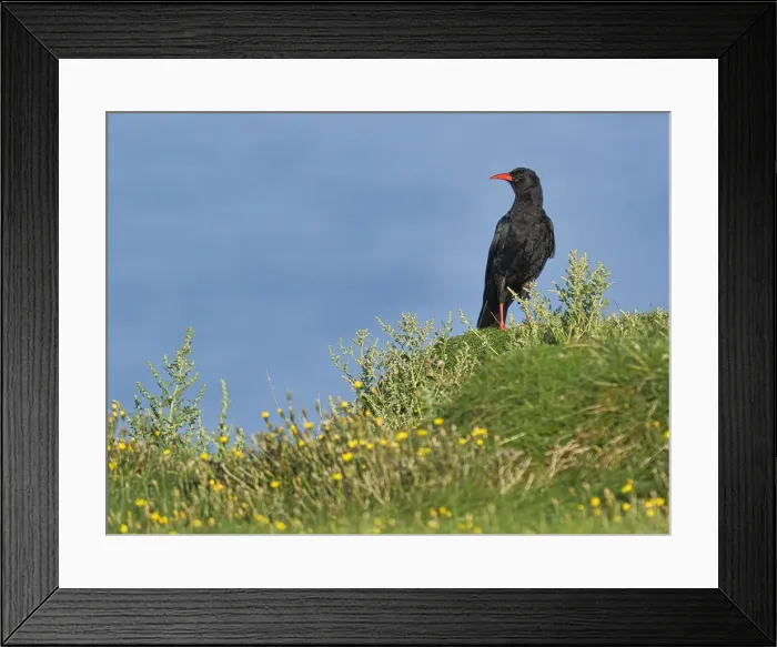 Framed Print : Chough, County Clare, Munster, Republic of Ireland, Europe Framed Print : Chough, County Clare, Munster, Republic of Ireland, Europe
