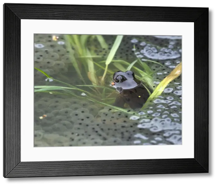 Framed Print : Common Frog, County Clare, Munster, Republic of Ireland, Europe Framed Print : Common Frog, County Clare, Munster, Republic of Ireland, Europe