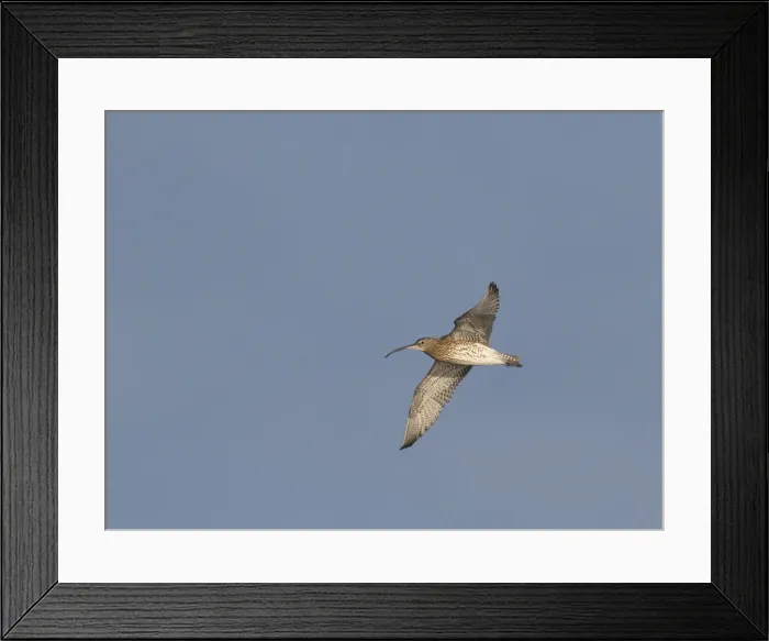 Framed Print : Curlew (Numenius arquata), County Clare, Munster, Republic of Ireland, Europe Framed Print : Curlew (Numenius arquata), County Clare, Munster, Republic of Ireland, Europe