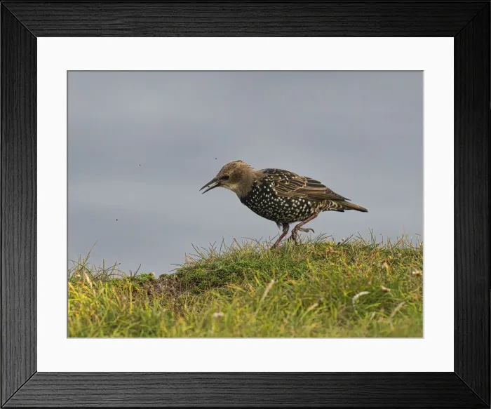 Framed Print : Starling, County Clare, Munster, Republic of Ireland, Europe Framed Print : Starling, County Clare, Munster, Republic of Ireland, Europe