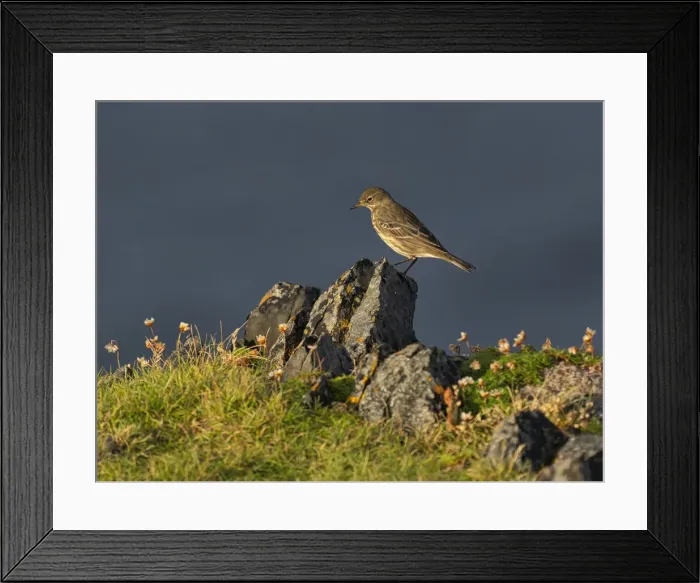 Framed Print : Rock Pipit, County Clare, Munster, Republic of Ireland, Europe