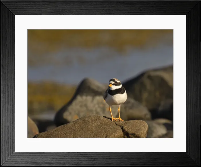 Framed Print : Ringed Plover, County Clare, Munster, Republic of Ireland, Europe Framed Print : Ringed Plover, County Clare, Munster, Republic of Ireland, Europe