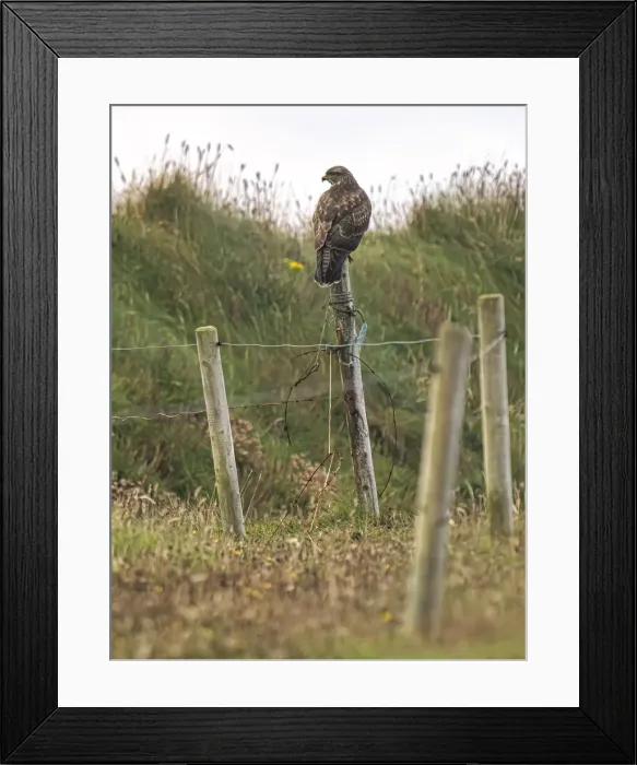 Framed Print : Buzzard, County Clare, Munster, Republic of Ireland, Europe Framed Print : Buzzard, County Clare, Munster, Republic of Ireland, Europe