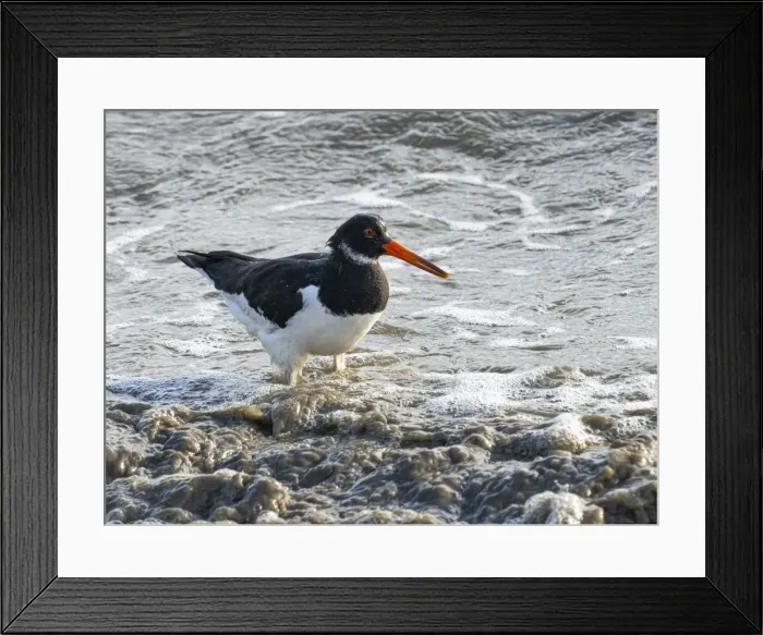 Framed Print : Oystercatcher, County Clare, Munster, Republic of Ireland, Europe Framed Print : Oystercatcher, County Clare, Munster, Republic of Ireland, Europe