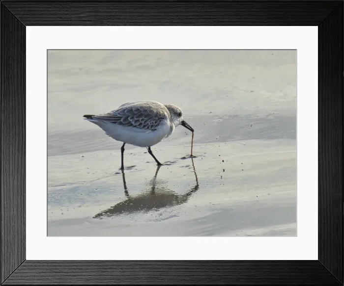 Framed Print : Sanderling (Calidris alba), County Clare, Munster, Republic of Ireland, Europe Framed Print : Sanderling (Calidris alba), County Clare, Munster, Republic of Ireland, Europe