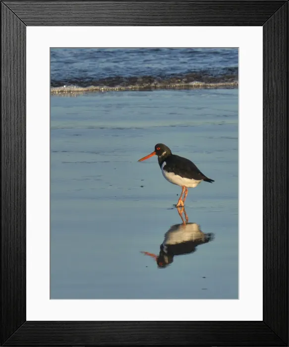 Framed Print : Oystercatcher, County Clare, Munster, Republic of Ireland, Europe Framed Print : Oystercatcher, County Clare, Munster, Republic of Ireland, Europe