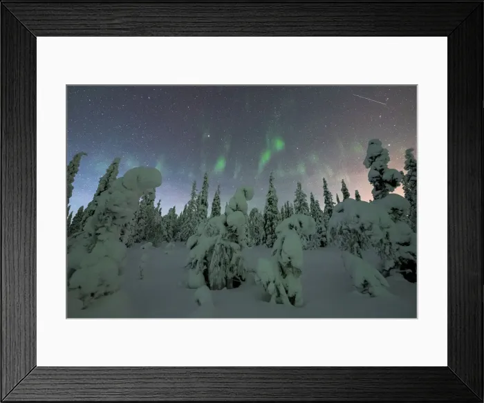 Framed Print : Frozen spruce trees covered with snow lit by Northern Lights (Aurora Borealis) in winter, Iso Syote, Lapland, Finland, Europe Framed Print : Frozen spruce trees covered with snow lit by Northern Lights (Aurora Borealis) in winter, Iso Syote, Lapland, Finland, Europe