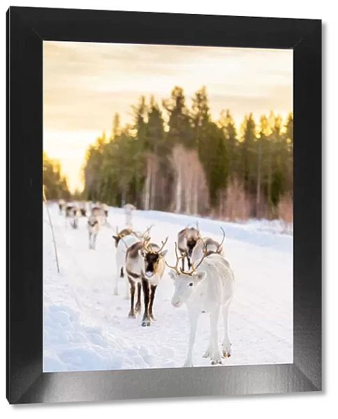 Herding reindeer in beautiful snowy landscape of Jorn, Sweden, Scandinavia, Europe