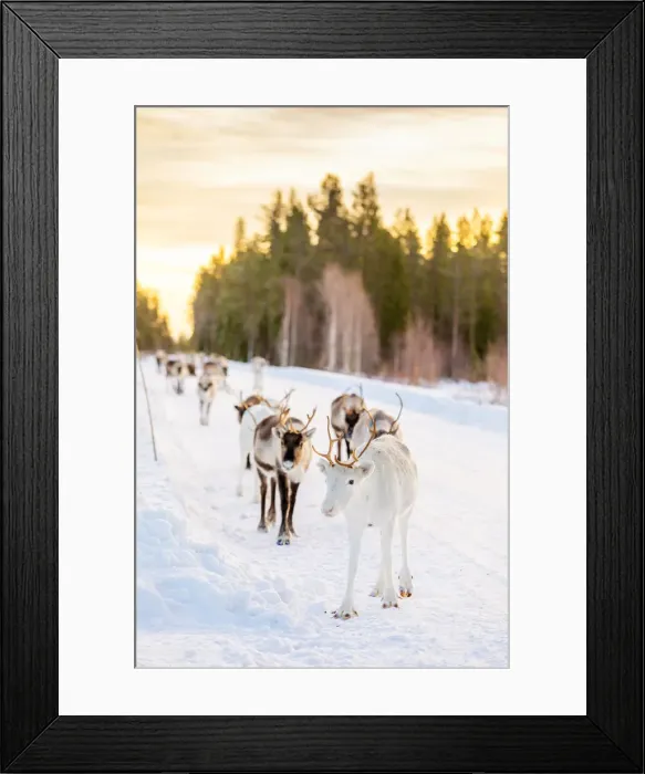 Framed Print : Herding reindeer in beautiful snowy landscape of Jorn, Sweden, Scandinavia, Europe Framed Print : Herding reindeer in beautiful snowy landscape of Jorn, Sweden, Scandinavia, Europe