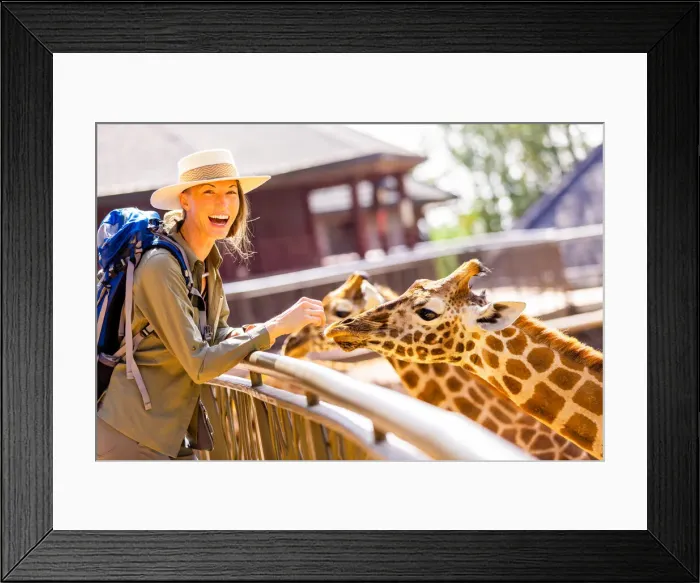 Framed Print : Woman enjoying the Giraffes at a local Elephant and Giraffe sanctuary, Kenya, East Africa, Africa Framed Print : Woman enjoying the Giraffes at a local Elephant and Giraffe sanctuary, Kenya, East Africa, Africa