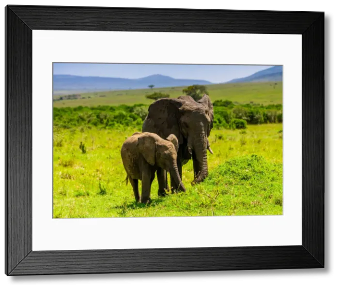 Framed Print : Elephants seen on a Safari in the Msai Mara National Reserve, Kenya, East Africa, Africa Framed Print : Elephants seen on a Safari in the Msai Mara National Reserve, Kenya, East Africa, Africa