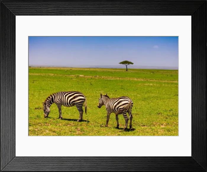 Framed Print : Zebras in the Msai Mara National Reserve, Kenya, East Africa, Africa Framed Print : Zebras in the Msai Mara National Reserve, Kenya, East Africa, Africa