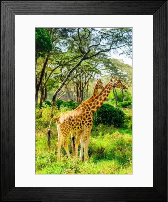 Framed Print : Giraffes at a local Elephant and Giraffe sanctuary, Kenya, East Africa, Africa Framed Print : Giraffes at a local Elephant and Giraffe sanctuary, Kenya, East Africa, Africa