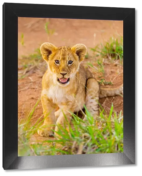Lion cub, Msai Mara National Reserve, Kenya, East Africa, Africa