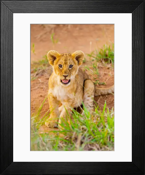 Framed Print : Lion cub, Msai Mara National Reserve, Kenya, East Africa, Africa Framed Print : Lion cub, Msai Mara National Reserve, Kenya, East Africa, Africa