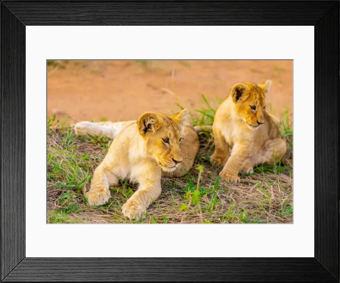 Framed Print : Lion cubs, Msai Mara National Reserve, Kenya, East Africa, Africa Framed Print : Lion cubs, Msai Mara National Reserve, Kenya, East Africa, Africa