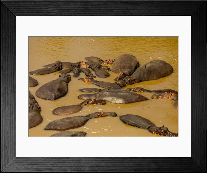 Framed Print : Hippos enjoying the water seen on a Safari in the Msai Mara National Reserve, Kenya, East Africa, Africa