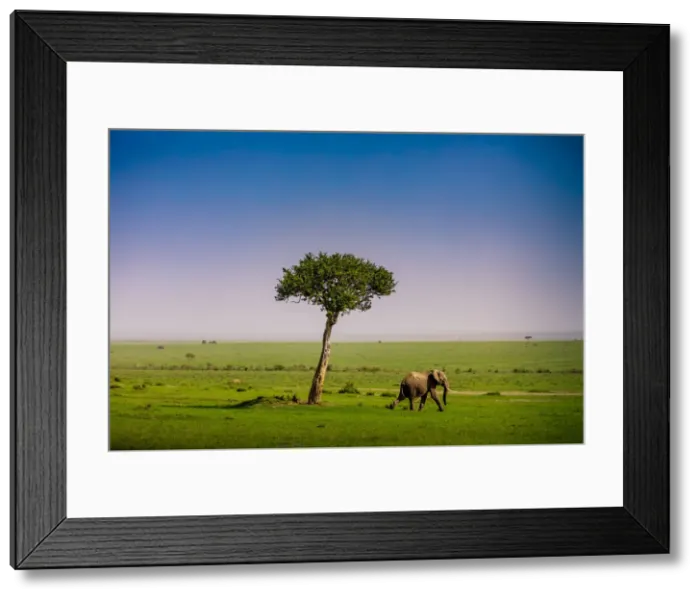 Framed Print : Elephant seen on a Safari in the Msai Mara National Reserve, Kenya, East Africa, Africa Framed Print : Elephant seen on a Safari in the Msai Mara National Reserve, Kenya, East Africa, Africa