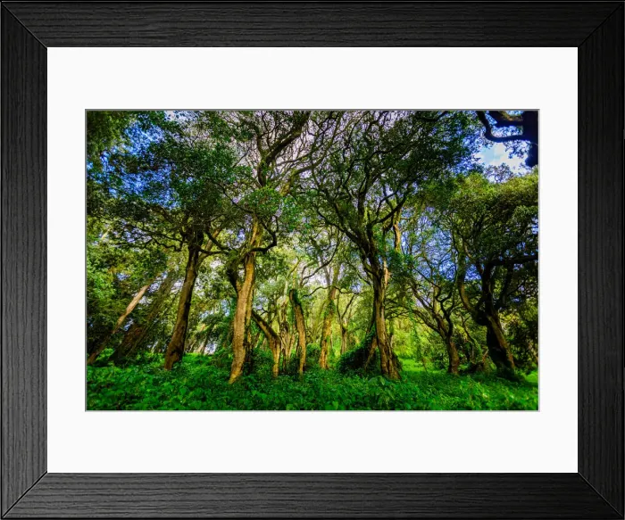 Framed Print : Beautiful green forest on the trail leading up Mount Kilimanjaro, Tanzania, East Africa, Africa Framed Print : Beautiful green forest on the trail leading up Mount Kilimanjaro, Tanzania, East Africa, Africa