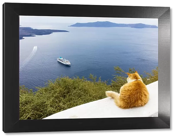A ginger cat resting on a wall, overlooking a cruise ship in the Aegean Sea, Santorini, Cyclades, Greek Islands, Greece, Europe