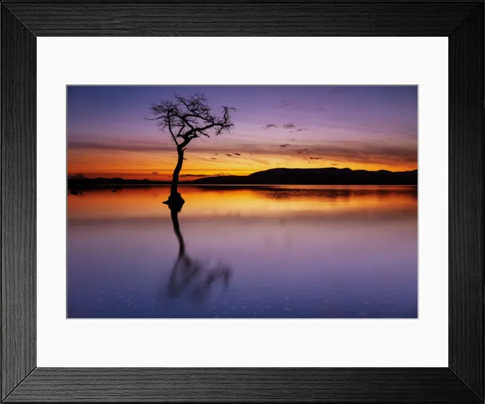 Framed Print : Sunset, lone tree in Milarrochy Bay, Loch Lomond and the Trossachs National Park, Balmaha, Stirling, Scotland, United Kingdom, Europe Framed Print : Sunset, lone tree in Milarrochy Bay, Loch Lomond and the Trossachs National Park, Balmaha, Stirling, Scotland, United Kingdom, Europe