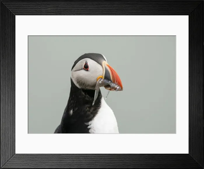 Framed Print : Atlantic puffin (Fratercula arctica), Mykines Island, Faroe Islands, Denmark, Europe Framed Print : Atlantic puffin (Fratercula arctica), Mykines Island, Faroe Islands, Denmark, Europe