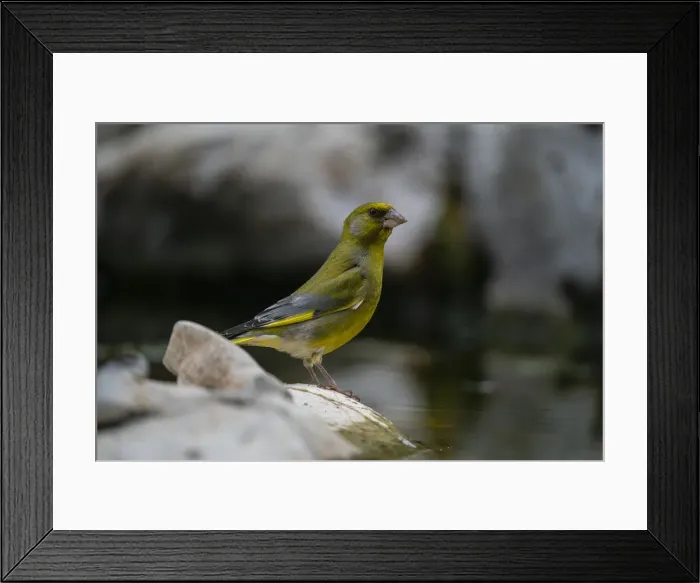 Framed Print : European greenfinch (Chloris chloris), Notranjska Regional Park, Slovenia, Europe Framed Print : European greenfinch (Chloris chloris), Notranjska Regional Park, Slovenia, Europe