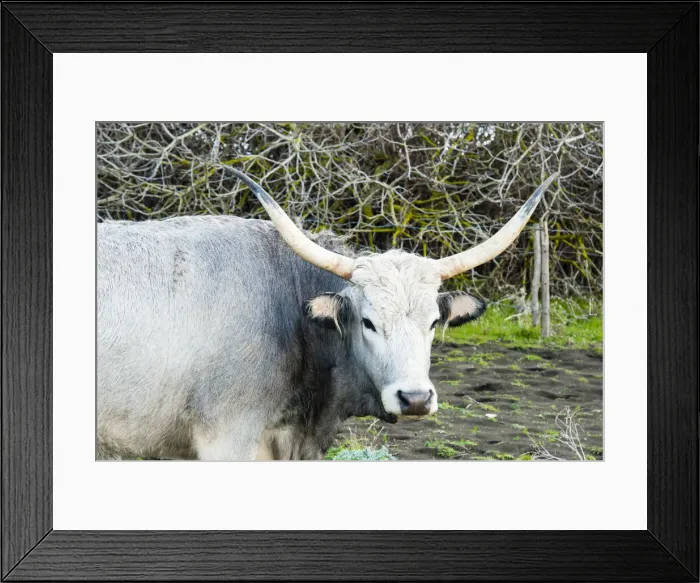Framed Print : Maremmana cow, Province of Grosseto, Maremma, Tuscany, Italy, Europe Framed Print : Maremmana cow, Province of Grosseto, Maremma, Tuscany, Italy, Europe