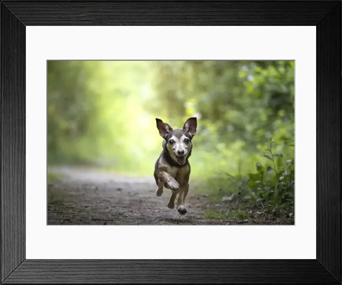 Framed Print : Small dog running towards the camera, Italy, Europe Framed Print : Small dog running towards the camera, Italy, Europe