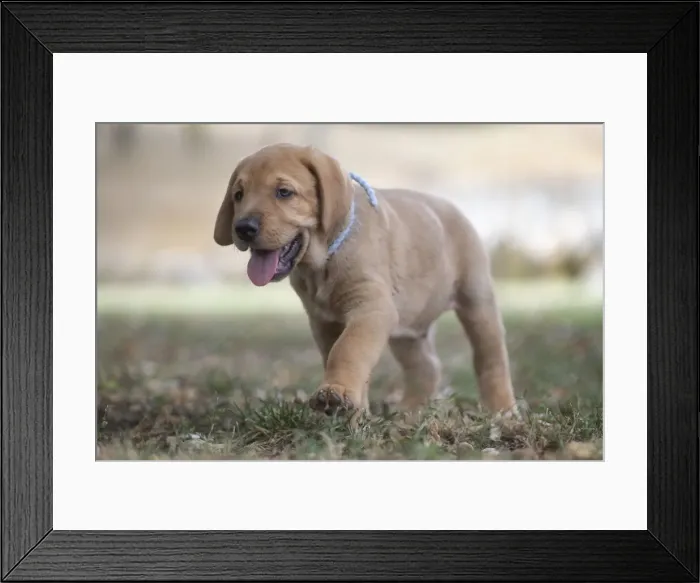 Framed Print : Broholmer dog breed puppy with a light blue collar walking on the grass, Italy, Europe Framed Print : Broholmer dog breed puppy with a light blue collar walking on the grass, Italy, Europe