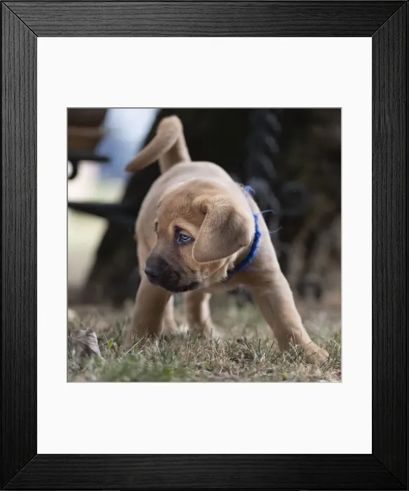 Framed Print : Broholmer breed young puppy dog with a blue collar, Italy, Europe Framed Print : Broholmer breed young puppy dog with a blue collar, Italy, Europe