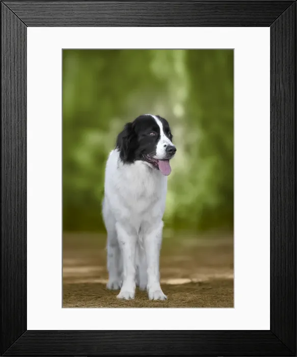 Framed Print : Black and white Landseer dog breed standing, Italy, Europe Framed Print : Black and white Landseer dog breed standing, Italy, Europe