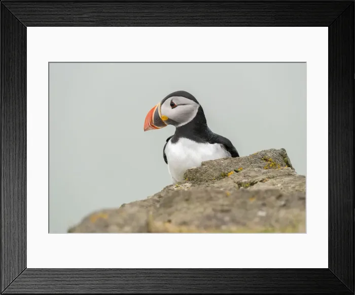 Framed Print : Atlantic puffin (Fratercula arctica), Mykines Island, Faroe Islands, Denmark, Europe Framed Print : Atlantic puffin (Fratercula arctica), Mykines Island, Faroe Islands, Denmark, Europe