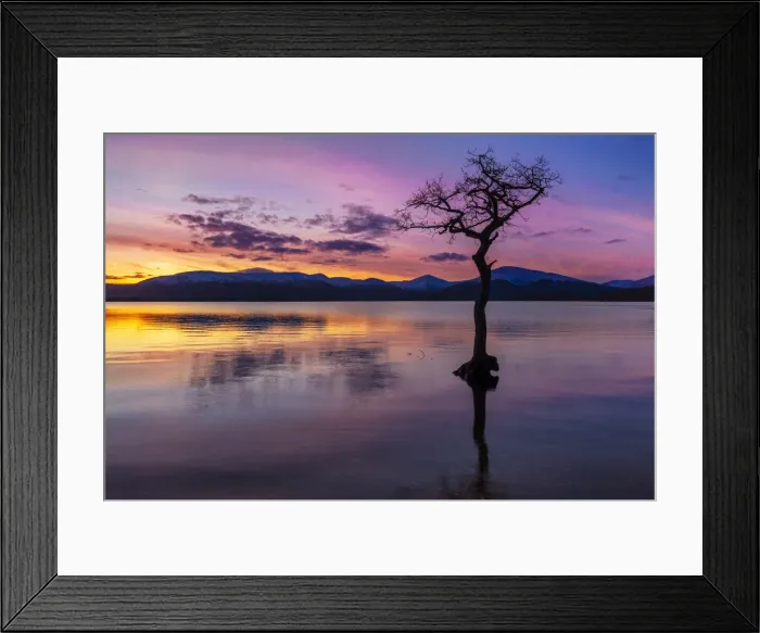 Framed Print : Sunset, lone tree in Milarrochy Bay, Loch Lomond and the Trossachs National Park, Balmaha, Stirling, Scotland, United Kingdom, Europe
