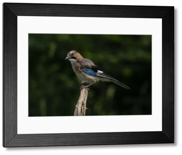 Framed Print : Eurasian jay (Garrulus glandarius), Notranjska Regional Park, Slovenia, Europe Framed Print : Eurasian jay (Garrulus glandarius), Notranjska Regional Park, Slovenia, Europe