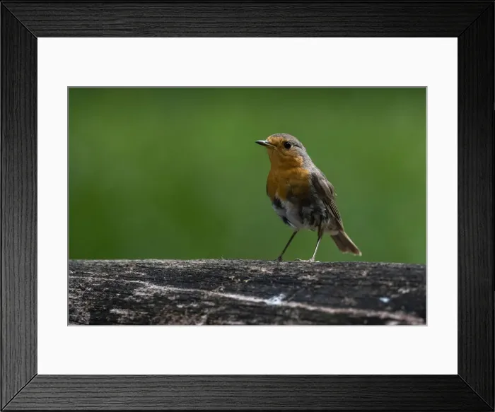 Framed Print : European robin (Erithacus rubecula), Notranjska Regional Park, Slovenia, Europe Framed Print : European robin (Erithacus rubecula), Notranjska Regional Park, Slovenia, Europe