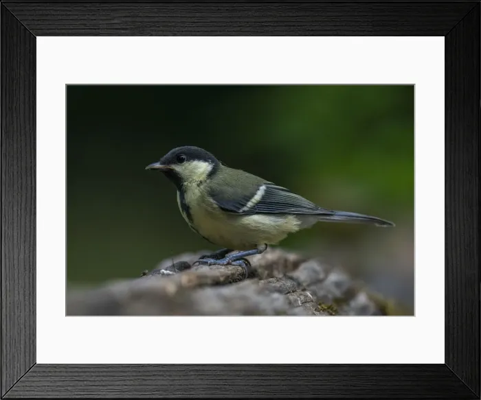Framed Print : Great tit (Parus major), Notranjska Regional Park, Slovenia, Europe Framed Print : Great tit (Parus major), Notranjska Regional Park, Slovenia, Europe
