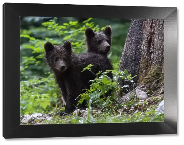 European brown bear cubs (Ursus arctos), Notranjska forest, Slovenia, Europe