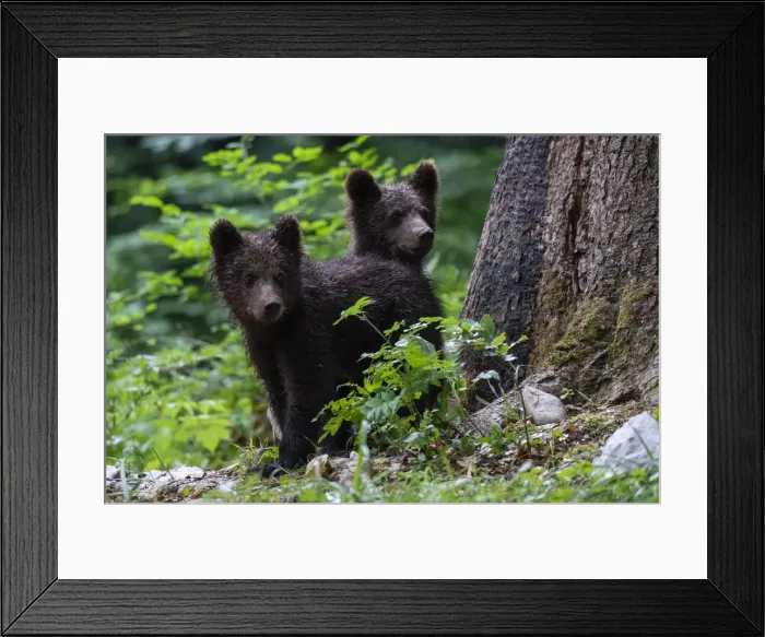 Framed Print : European brown bear cubs (Ursus arctos), Notranjska forest, Slovenia, Europe Framed Print : European brown bear cubs (Ursus arctos), Notranjska forest, Slovenia, Europe