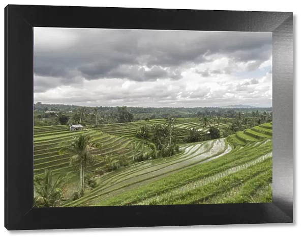 Flooded rice terraces of Jatiluwih on a cloudy day, Bali, Indonesia, Southeast Asia, Asia