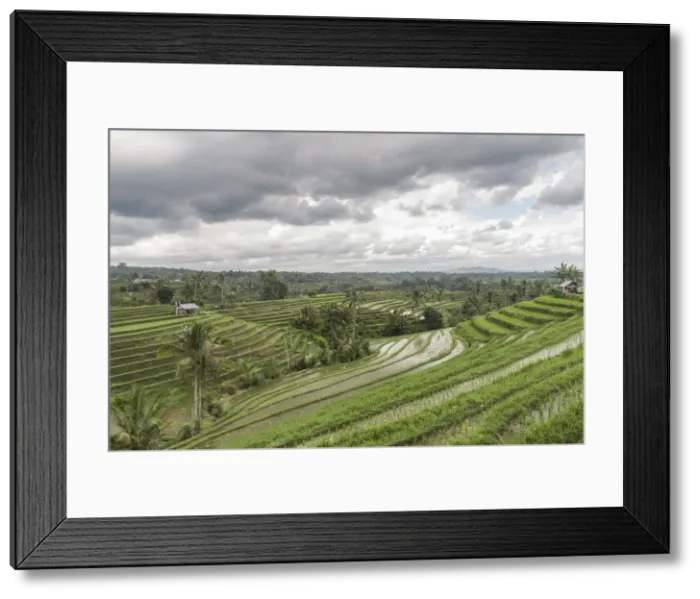 Framed Print : Flooded rice terraces of Jatiluwih on a cloudy day, Bali, Indonesia, Southeast Asia, Asia Framed Print : Flooded rice terraces of Jatiluwih on a cloudy day, Bali, Indonesia, Southeast Asia, Asia