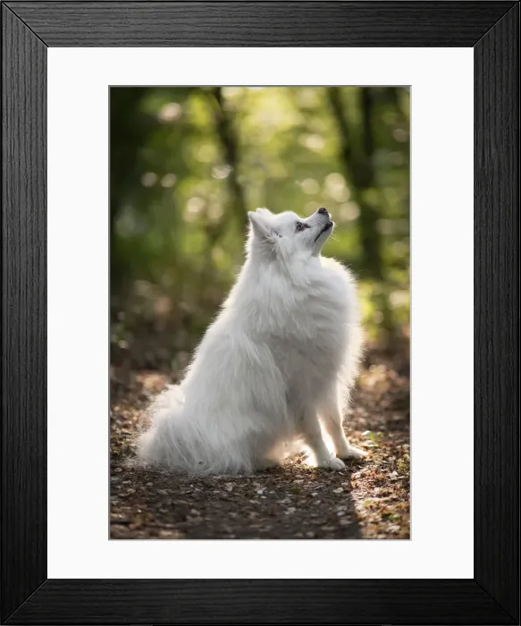Framed Print : Side view of white spitz dog looking upward at sunset, Italy, Europe Framed Print : Side view of white spitz dog looking upward at sunset, Italy, Europe
